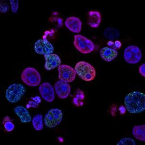 Biological and Chemical Weapons